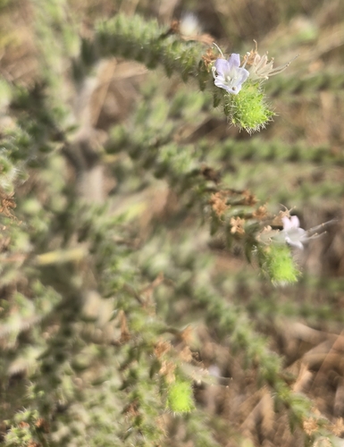 Pale Bugloss