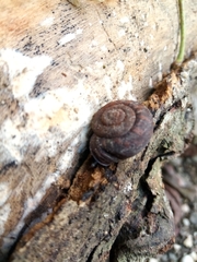 Plagioptycha strumosa