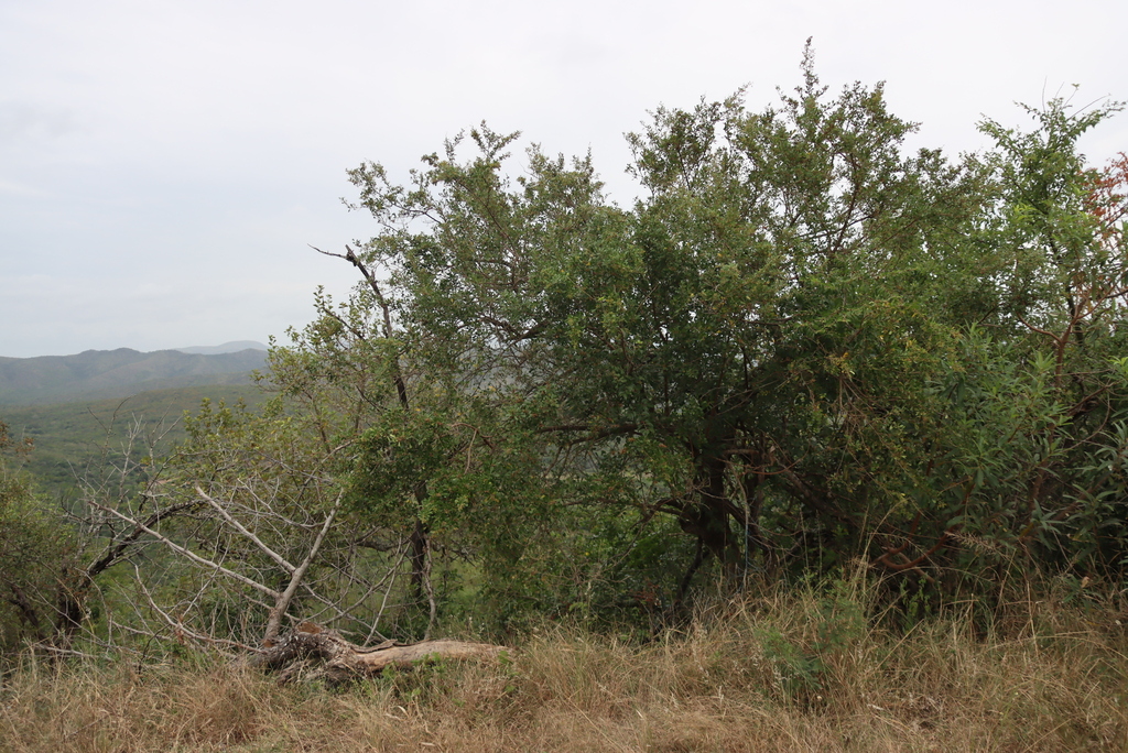 Searsia pentheri; photograph (c) Tony Rebelo, some rights reserved (CC BY-SA)