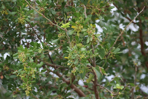 Searsia pentheri, photograph 4