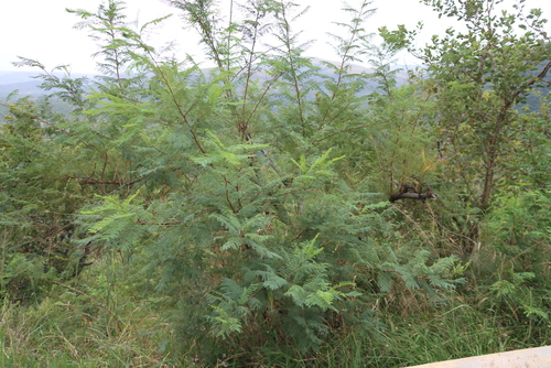 Peltophorum africanum, photograph 3