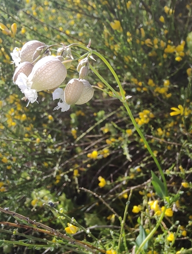 bladder campion