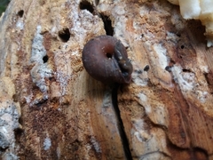 Plagioptycha strumosa