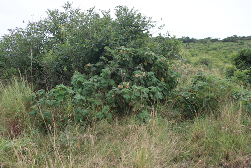 Dombeya burgessiae, photograph 6