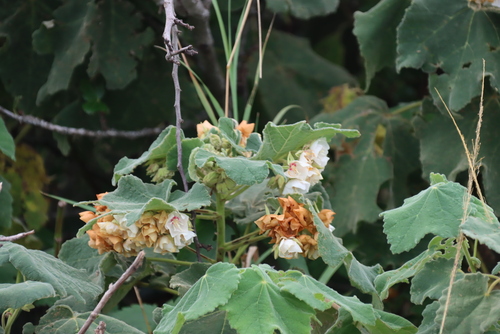 Dombeya burgessiae, photograph 5
