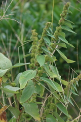 Triumfetta pilosa