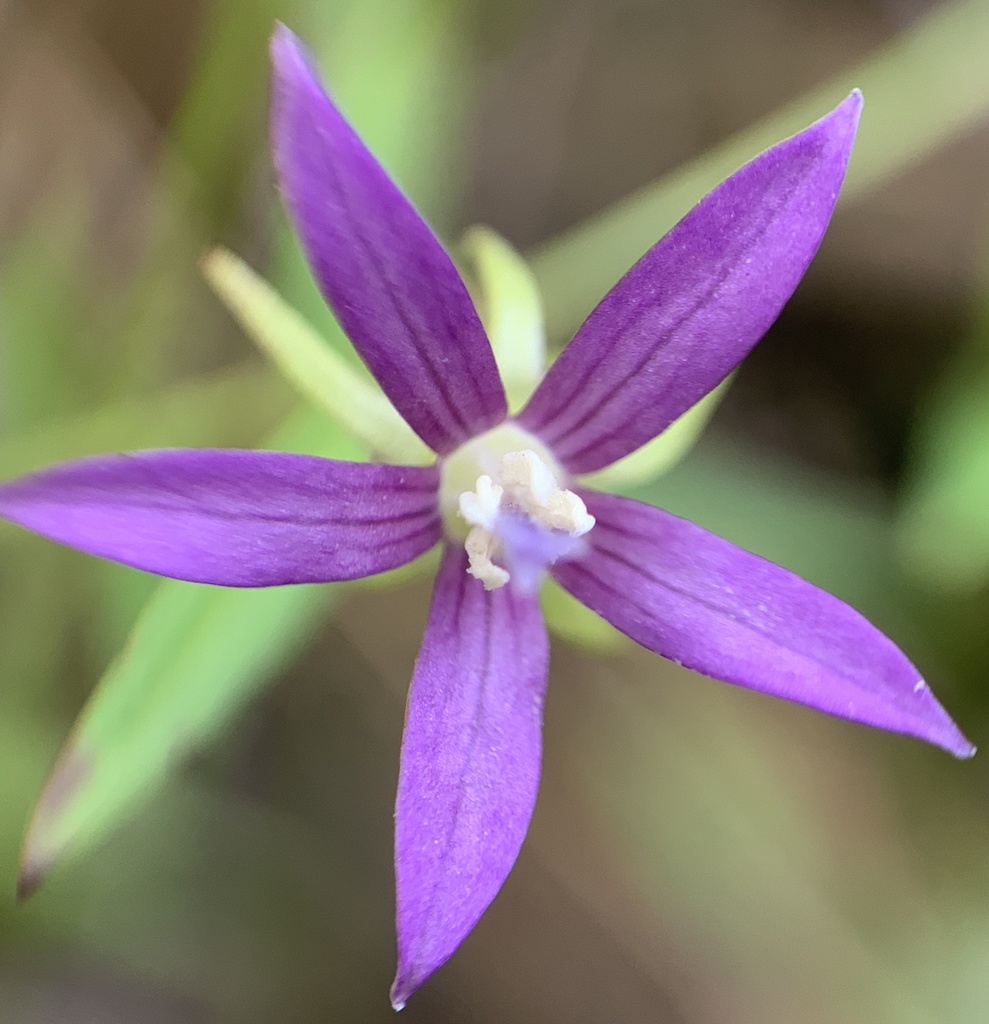 bellflower subfamily
