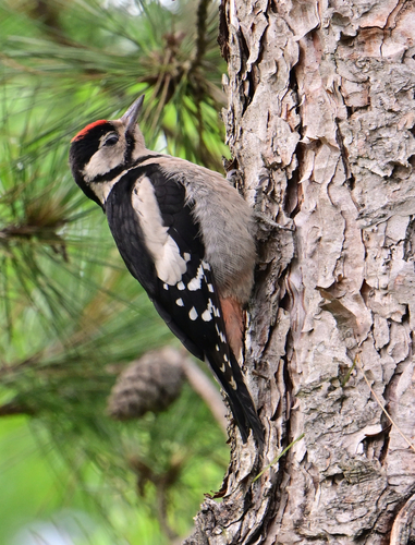 Great Spotted Woodpecker