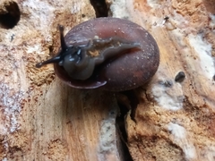 Plagioptycha strumosa