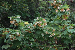 Dombeya burgessiae, photograph (c) Tony Rebelo, some rights reserved (CC BY-SA)