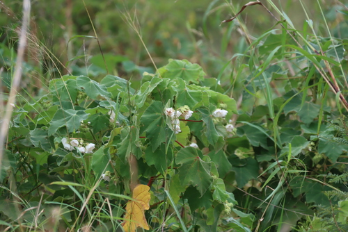 Dombeya burgessiae, photograph 2