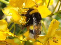 Bombus terrestris