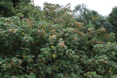 Dombeya burgessiae, photograph (c) Tony Rebelo, some rights reserved (CC BY-SA)