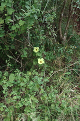 Hibiscus calyphyllus, photograph (c) Tony Rebelo, some rights reserved (CC BY-SA)