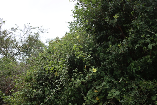 Hibiscus calyphyllus, photograph 6