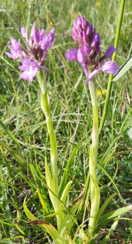 pyramidal orchid