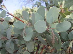 Arctostaphylos viscida viscida
