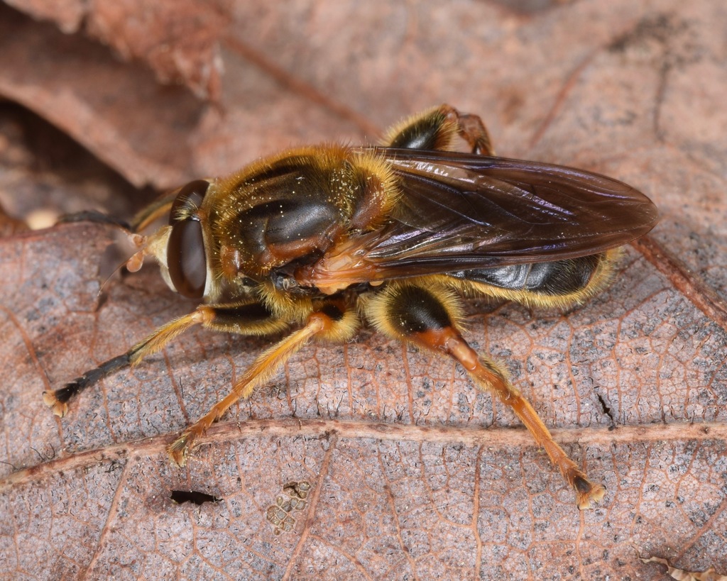 Black Spur Fly