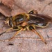 Teuchocnemis lituratus - Photo (c) skitterbug,  זכויות יוצרים חלקיות (CC BY), הועלה על ידי skitterbug
