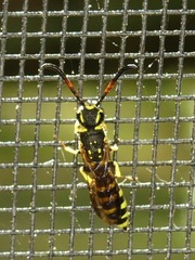 Sapyga centrata