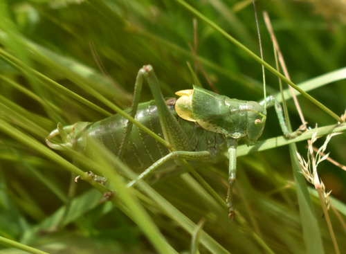 Bull Bush-cricket