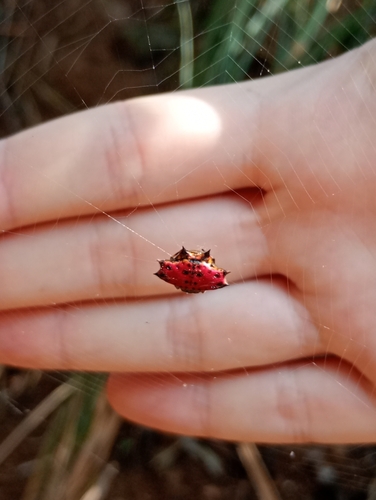 Spinybacked Orbweaver