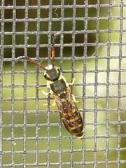 Sapyga centrata