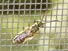 Sapyga centrata