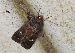 Proteuxoa bistrigula