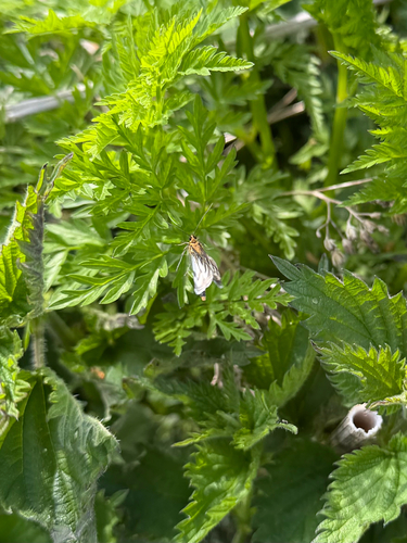 Small Magpie