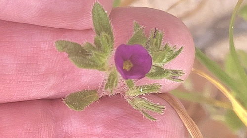 Nama hispida, photograph 3