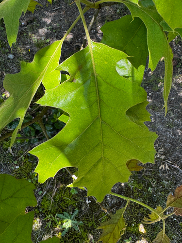 black oak