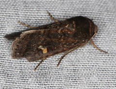 Proteuxoa bistrigula