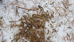 Canachites canadensis