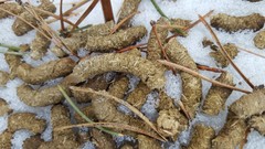 Canachites canadensis