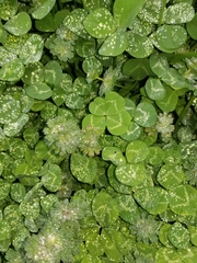 Trifolium repens repens