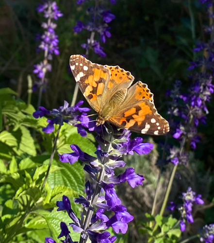 Painted Lady