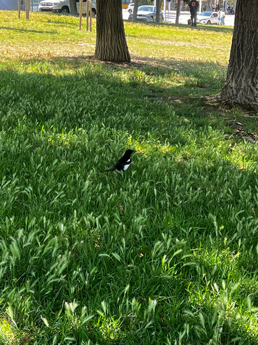 Eurasian Magpie