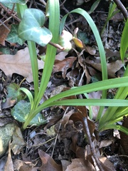 Hemerocallis lilioasphodelus