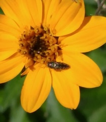 Acmaeodera