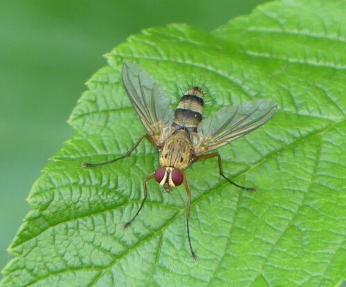 Dexiosoma caninum