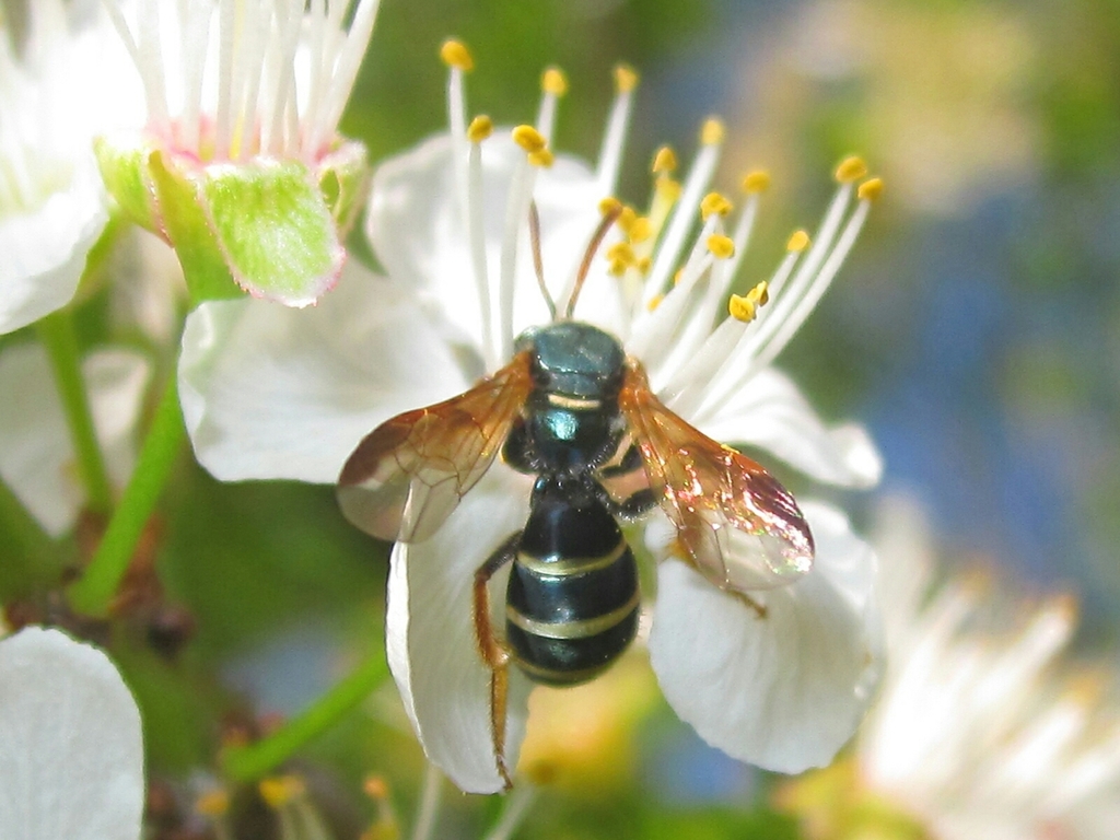 Chilean Corynura