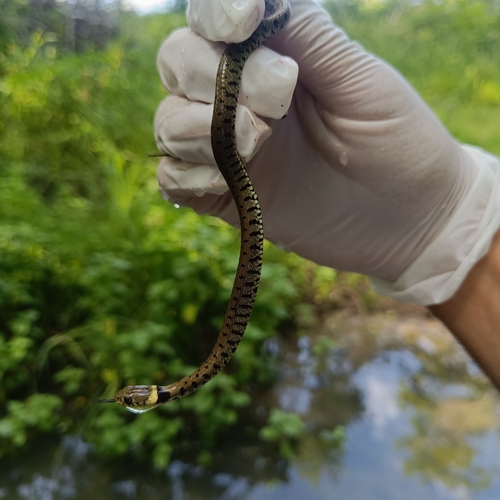 Barred Grass Snake