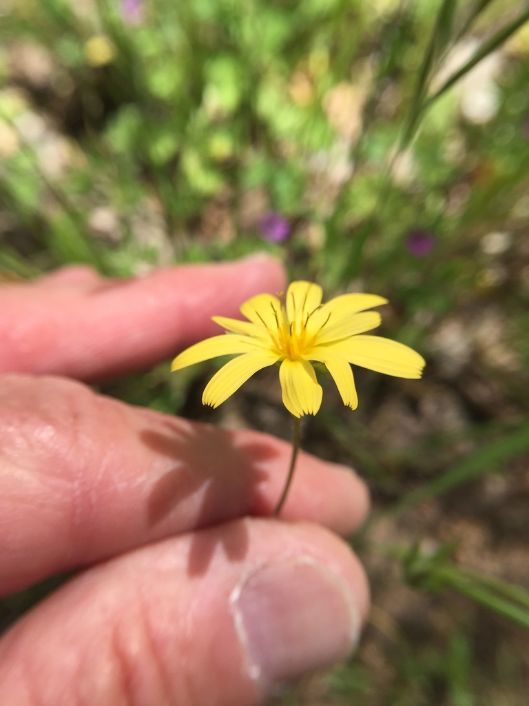 Agoseris heterophylla cryptopleura from Mount Diablo State Park, Walnut ...