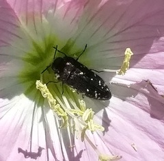 Acmaeodera ornatoides
