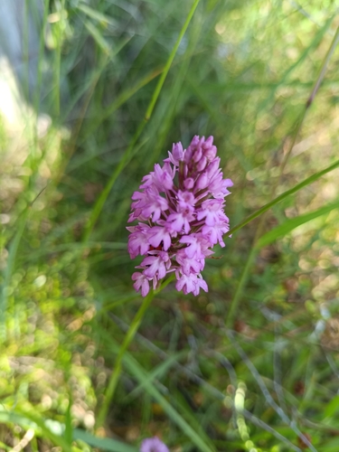 pyramidal orchid