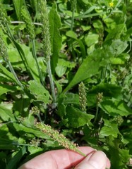 Plantago virginica