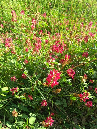 French Honeysuckle