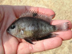 Chetumal Cichlid photo 2