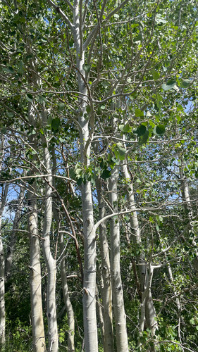 iNaturalist observation photo of quaking aspen